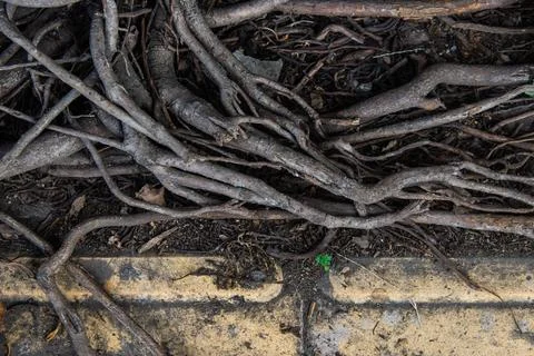 Intricate Tree Root System Background, Natural Organic Woody Pattern of Anc.. Stock Photos