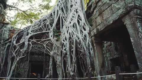 Intricate Tree Roots Over Ancient Stone Ruins at Ta Prohm Temple Cambodia Stock Footage 340029354