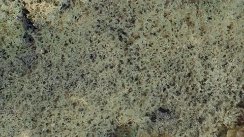 Intricate Tropical Reef Growth Texture in Intertidal Marine Ecosystem Видео 337157702