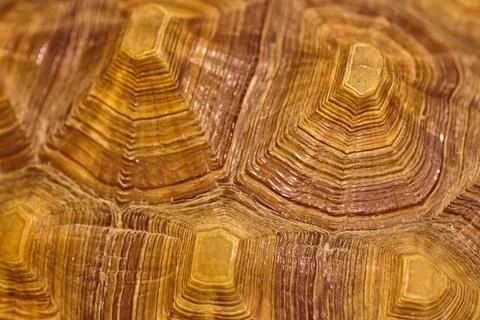 Intricate Turtle Shell Texture Close-Up Stock Photos