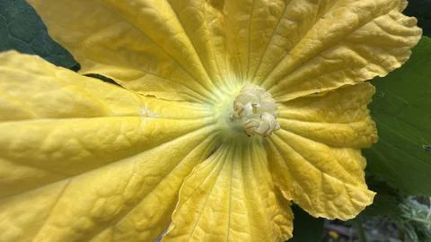 The intricate underside of a bright yellow flower showing texture Stock Photos