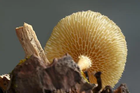 Intricate underside of a small mushroom on a small stick Foto stock