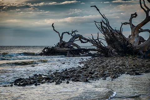 Intricate weathered tree branches and tide washing over the sandy shore at .. Stock Photos