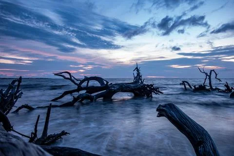 Intricate weathered tree branches and tide washing over the sandy shore at .. Stock Photos