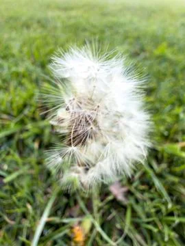 Intricate white seed structure close up Foto stock