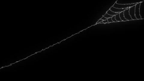 Intricate White Spider Web Contracting Elastic Lines Dark Canvas 4K Loop Stock Footage 347317647