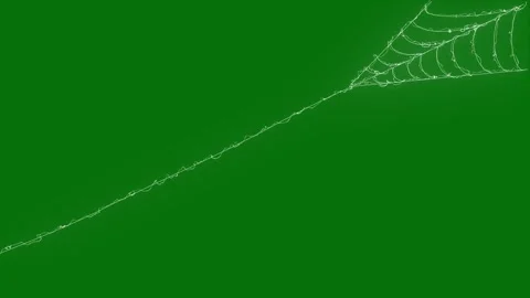 Intricate White Spider Web Contracting Elastic Strands on Chroma Key 4K Loop Stock Footage 347317650