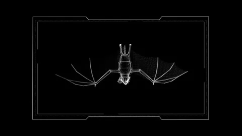 Intricate Wireframe Bat Illustration Showcasing Remarkable Detail in Digita.. 库存影片 342375751