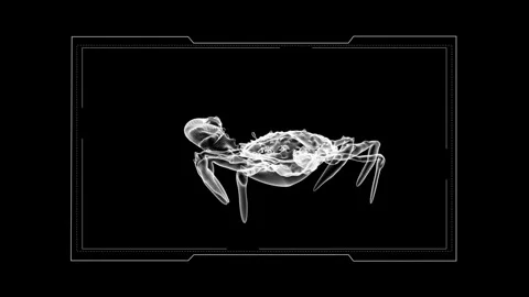 Intricate X-Ray Artwork of a Crab Against a Dark Background 库存影片 342781417