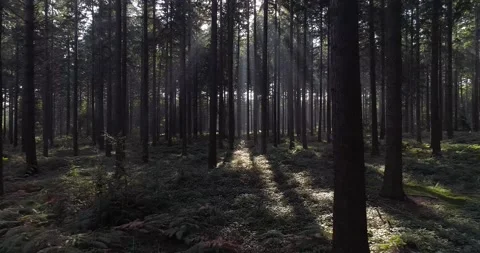 Intriging dark pine tree forest Stock Footage