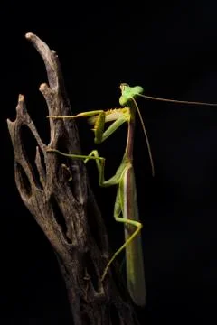 Intrigued praying mantis with head tilted Stock Photos