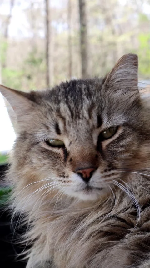 Intriguing Gaze Stock Footage 273955506