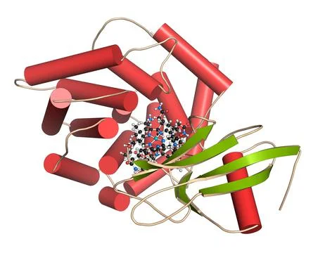 Intrinsic factor (IF) protein. 3D illustration. 库存插图