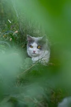 Introducing cat to the outside world. Disoriented and frightened cat in pet f Stockfoto's