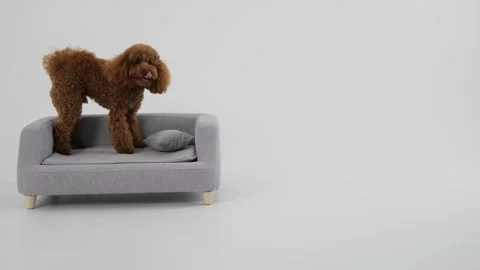 Introducing a Modern Minimalist Pet Sofa in a stylish Grey, perfect for chic Stock Footage 312252741