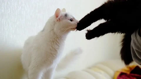 Introduction to cats. A white cat sniffs the paws of a black cat. Stock Footage 194006938