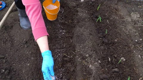 Introduction of complex fertilizers into the soil. Stock Footage 89686241