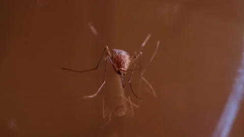 Intrusive Parasite Prepares for Attack HD 스톡 동영상 121300162