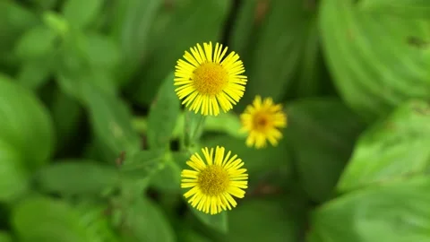 Inula close-up empty mirror flowers and plants Stock Footage 207669456