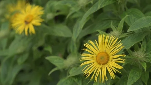 Inula Flower Видео 77064721
