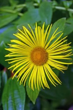 Inula flower Stock Photos