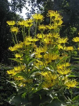 Inula helenium, Alant Inula helenium, Alant Copyright: xZoonar.com/Lotharx... Stock Photos
