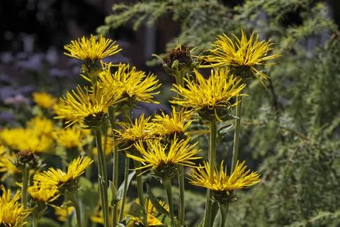 Inula helenium, Echter Alant - Elecampane, Horse-heal, Marchalan Inula hel... Stock Photos
