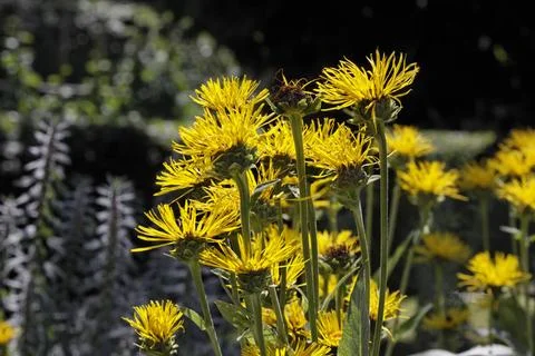 Inula helenium, Echter Alant - Elecampane, Horse-heal, Marchalan Inula hel... Stock Photos