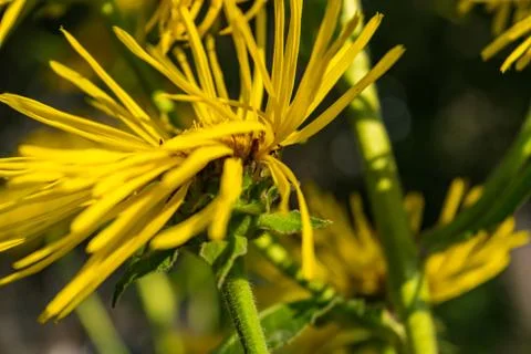 Inula helenium Stock Photos