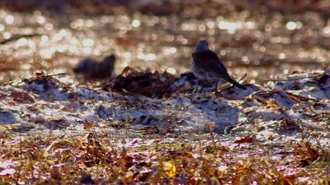 The invaders bathe Stock Footage 75869789