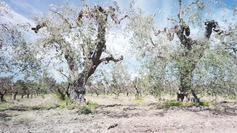 The Invaluable Treasure of Olive Trees in the Ecosystem and Culture Stock Footage 271303286