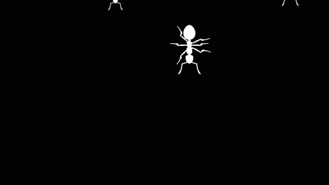 Invasion of ants Stock Footage 90453756