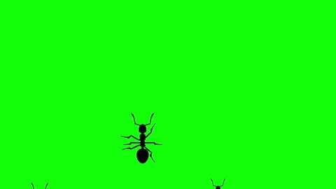 Invasion of ants 動画素材 90515177