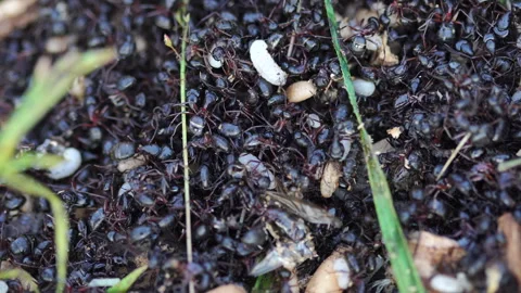 The invasion of ants. Vídeos de archivo 111124017