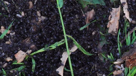 The invasion of ants. Vídeos de archivo 111126580