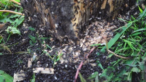 The invasion of ants. Vídeos de archivo 111127351