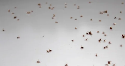 Invasion of ants moving randomly Video stock 116669090