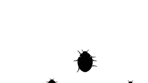 Invasion of beetles Stock Footage 90453767