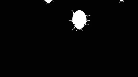 Invasion of beetles Video stock 90520870