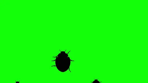 Invasion of beetles Stock Footage 90544143