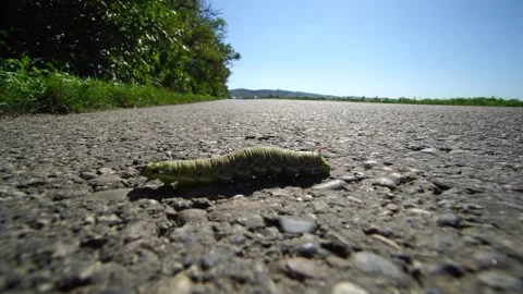 Invasion of caterpillars. Stock Footage 315215221