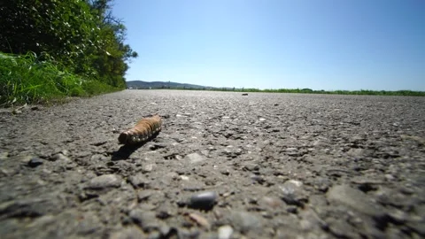 Invasion of caterpillars. Stockbeeldmateriaal 315215256