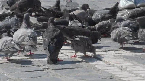 Invasion of pigeons Stock Footage 90462818