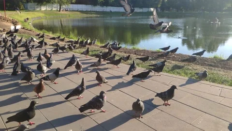 Invasion of pigeons Stock Footage 157211404