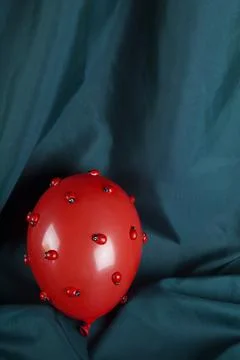 Invasion red balloon ladybug Stock Photos