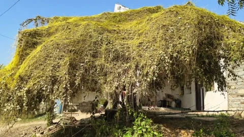 Invasive Amarbel or Dodder Vine Covering a Tree and Rural House Structure Stock Footage 324947071