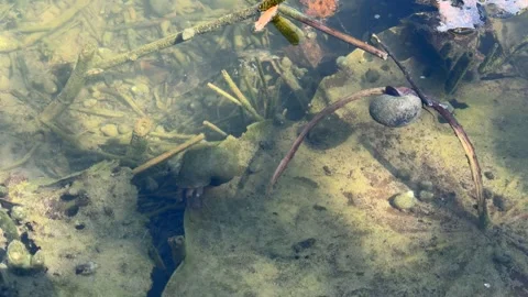 Invasive Apple Snail Crawling Underwater in Lotus Pond Video stock 342596139