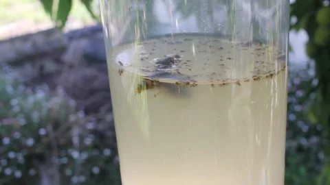 Invasive Asian Hornet Floating in Plastic Bottle Bait Trap Stock Footage 344772355
