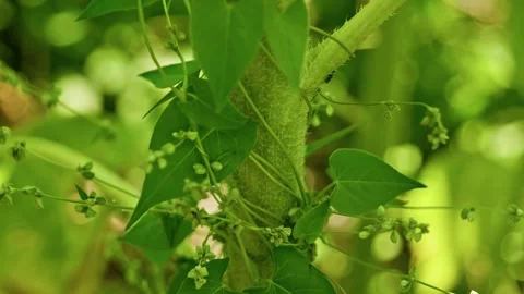Invasive Bindweed Wrapping Around Thick Sunflower Stem Video stock 339301218