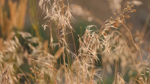 Invasive Cheatgrass: Golden Field Under Sun Vídeo Stock 339270907